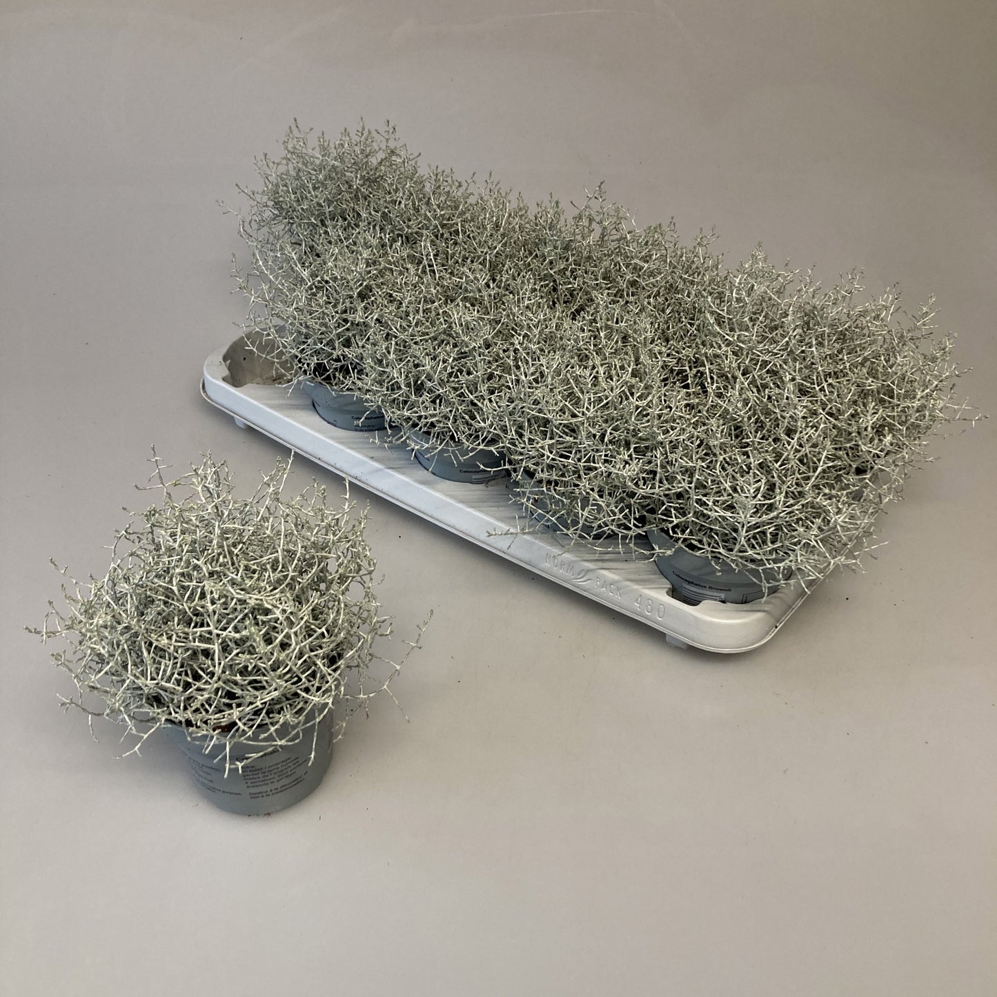 iPlants Wateringen Leucophyta brownii Pack of 10