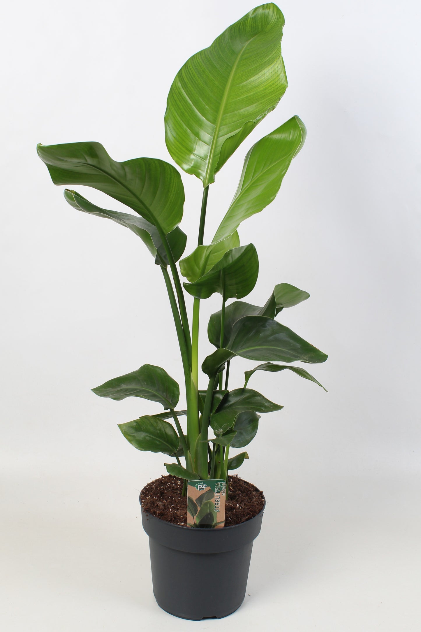 Strelitzia nicolai 120cm 21cm Pot