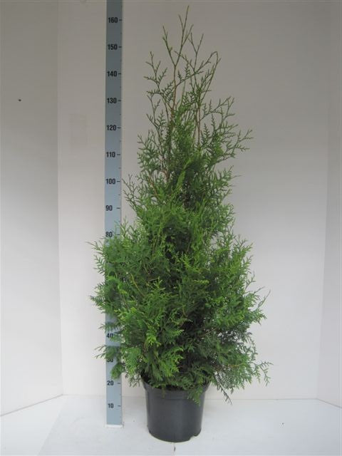 Thuja occidentalis Brabant 140cm 26cm Pot