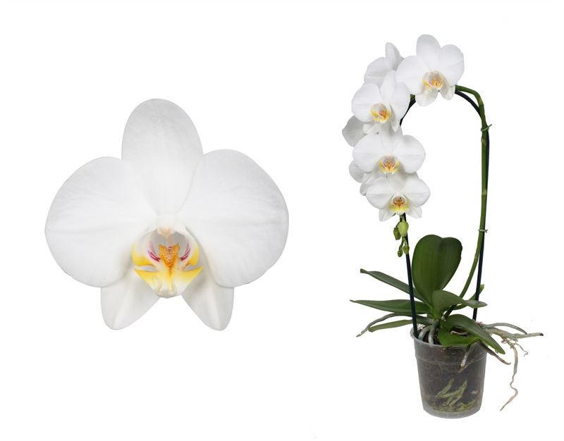 Phalaenopsis white 55cm 12cm Pot