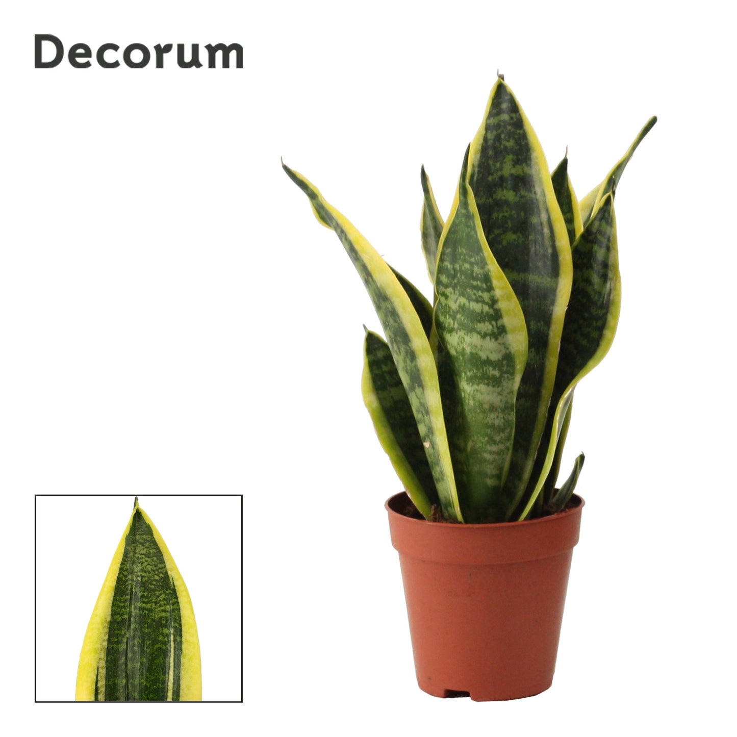 Duijn-Hove BV, kwekerij Sansevieria Futura Superba Pack of 18