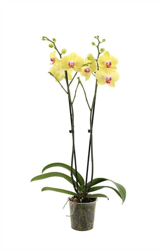 Phalaenopsis yellow 60cm 12cm Pot