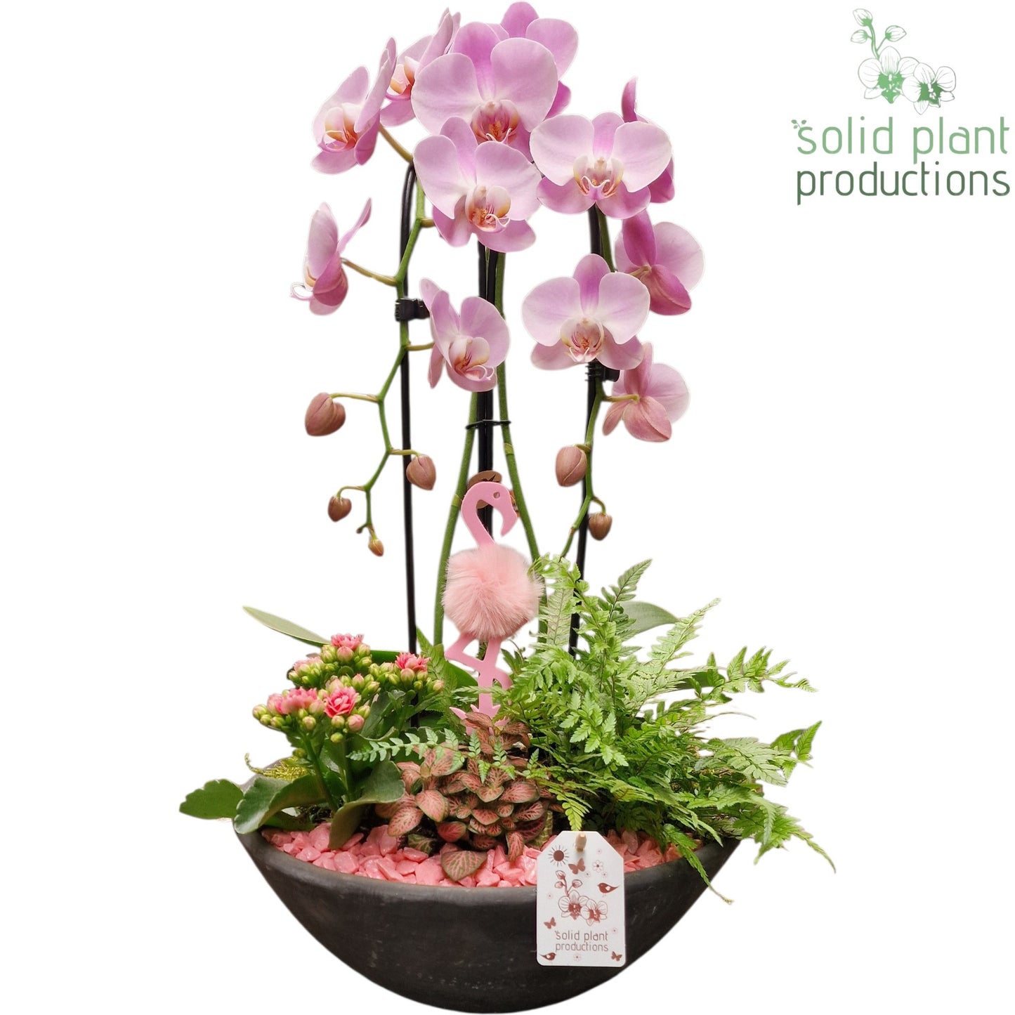 Ebbi Pink Deluxe 50cm 32cm Pot