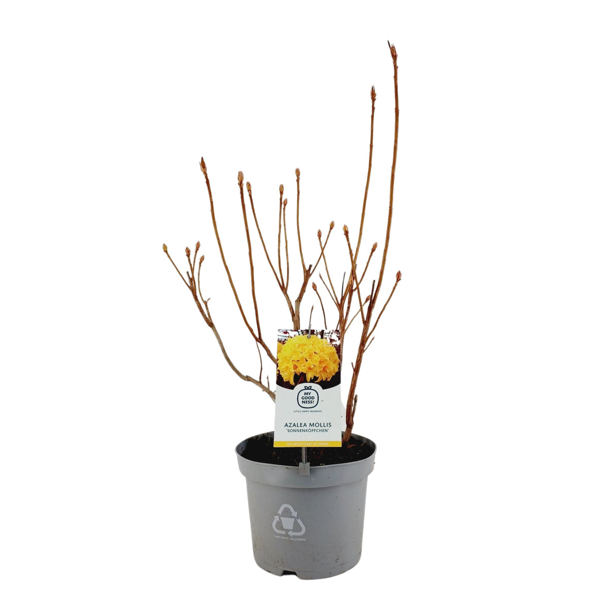 Rhododendron mollis mix 60cm 23cm Pot