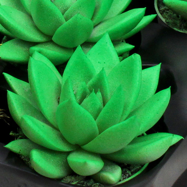Echeveria colored green 8cm 6cm Pot