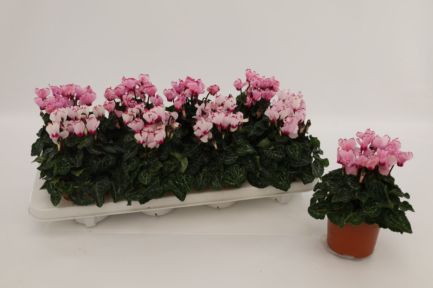 Grootscholten BV. Gebr. Cyclamen Victoria Pack of 8