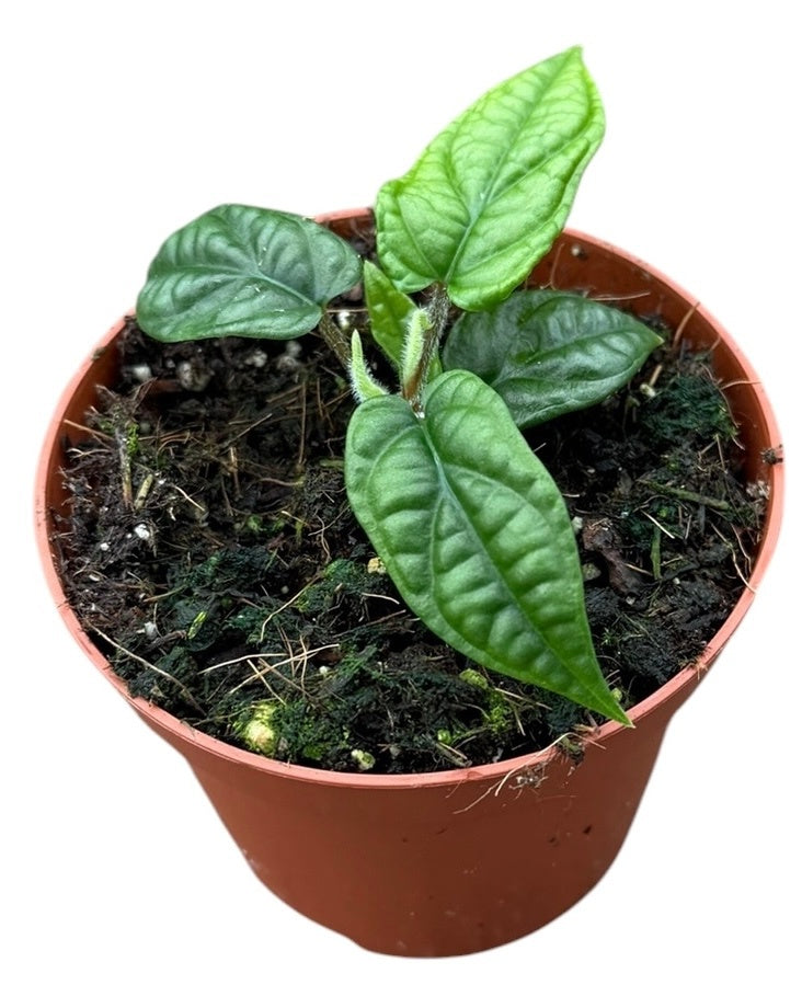 Piper Parmatum 12cm 8cm Pot