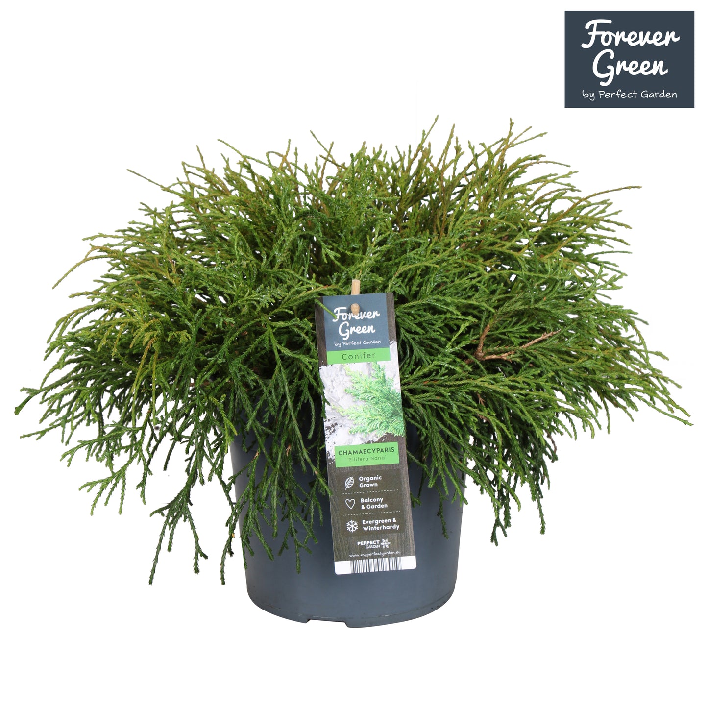 Chamaecyparis Filifera Nana 50cm 19cm Pot