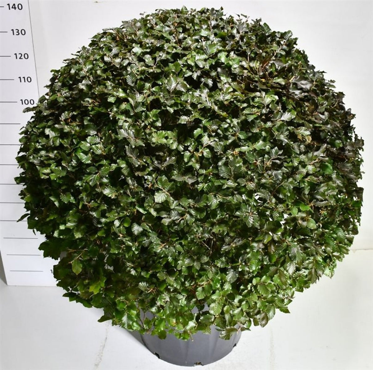 Fagus Atropunicea 135cm 65cm Pot