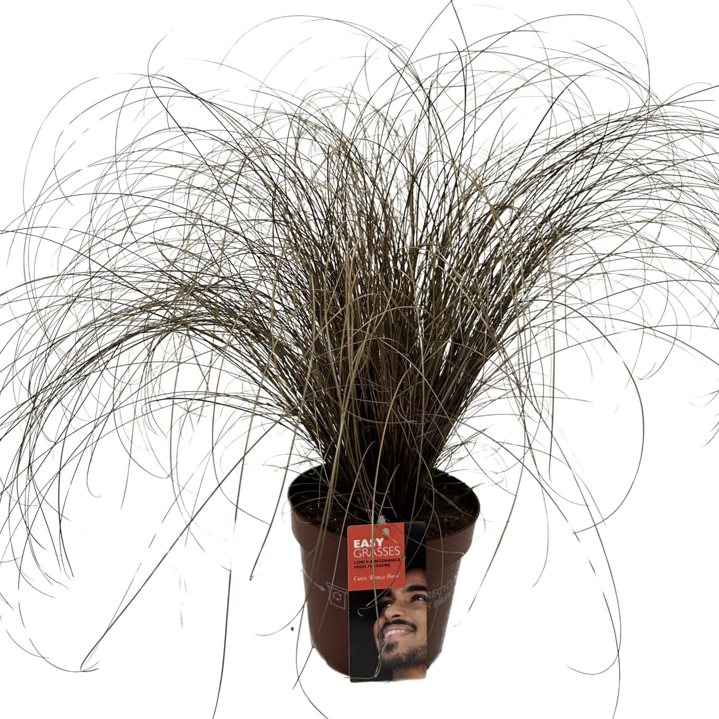 Carex Bronze Form 45cm 17cm Pot
