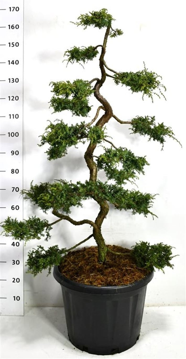 Juniperus communis 150cm 48cm Pot
