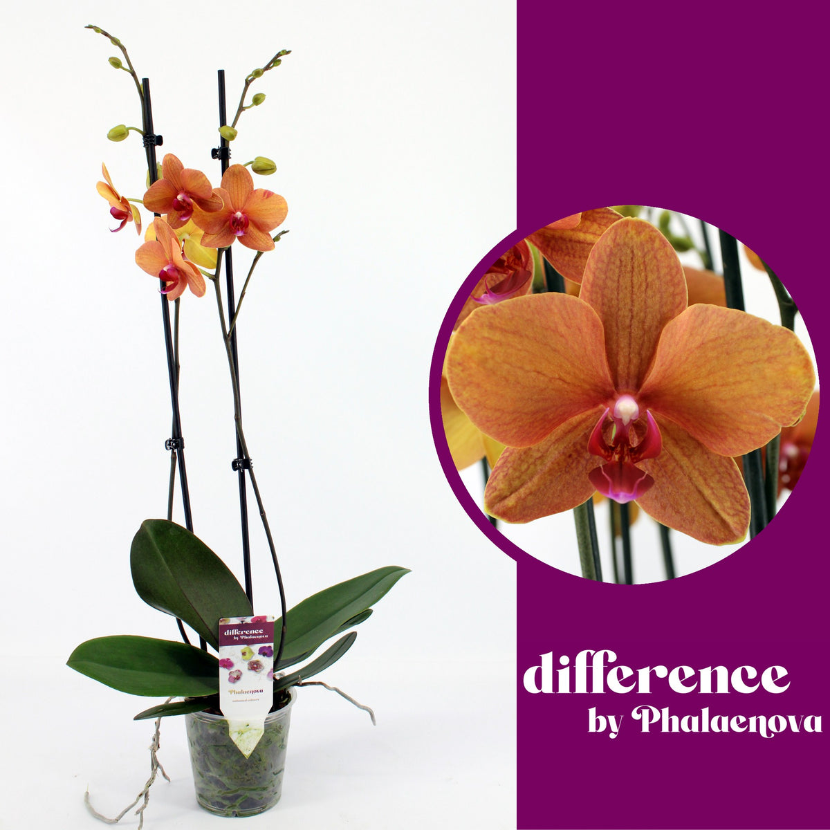 Phalaenopsis orange 60cm 12cm Pot