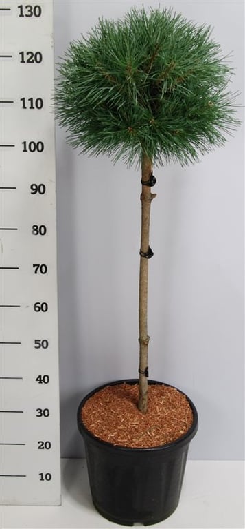 Pinus sylvestris Watereri 150cm 38cm Pot