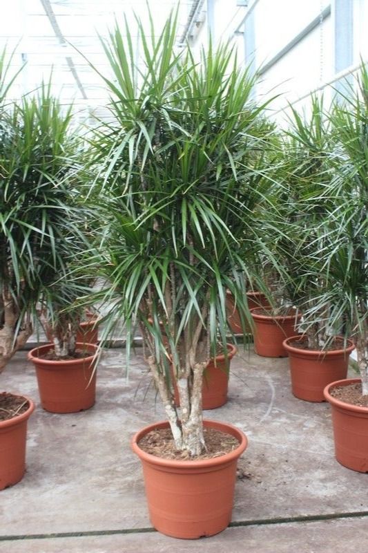 Dracaena marginata 220cm 50cm Pot