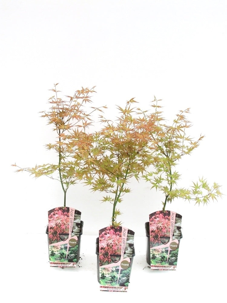Acer Phoenix 60cm 19cm Pot
