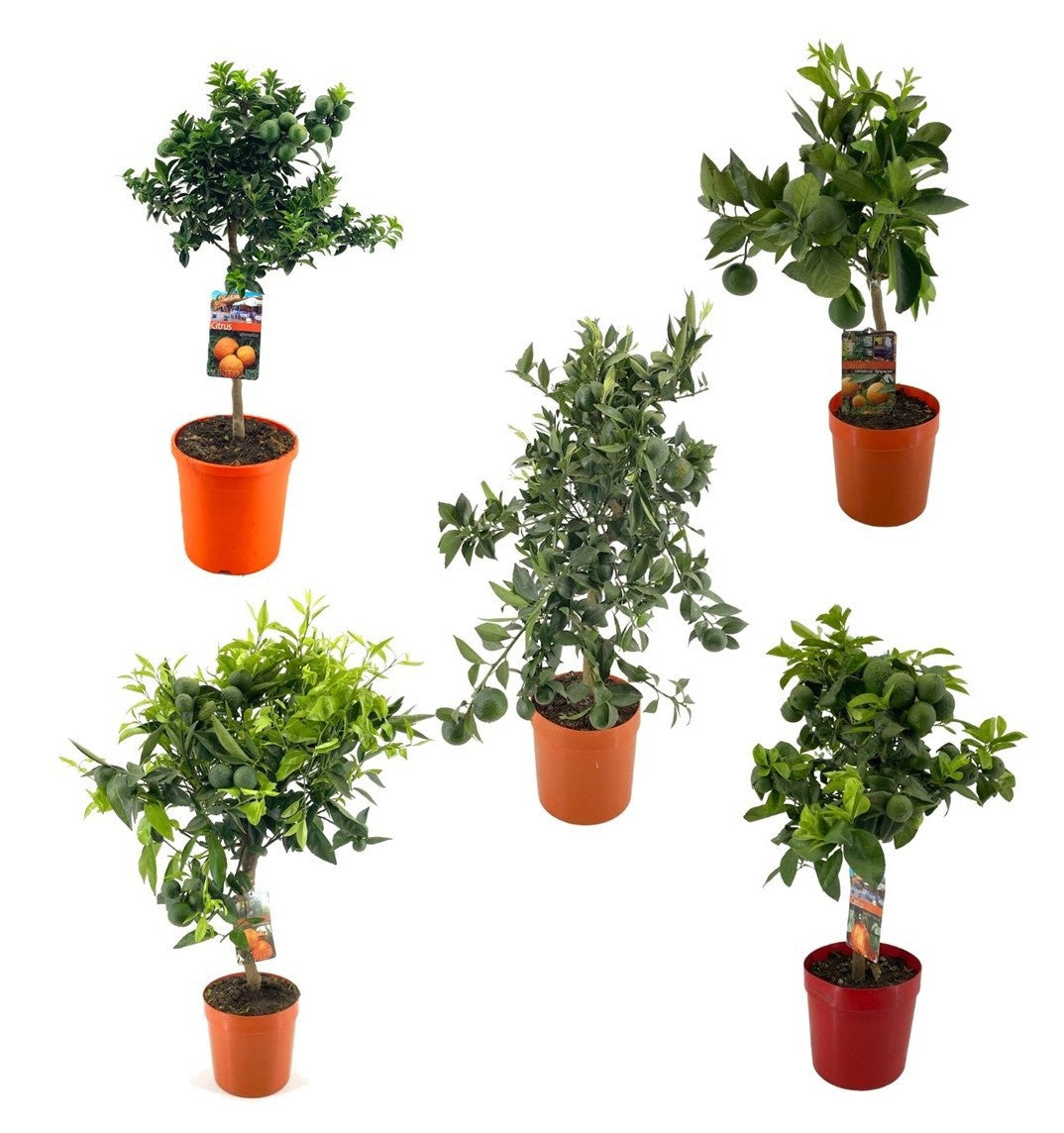 Citrus microcarpa 70cm 21cm Pot