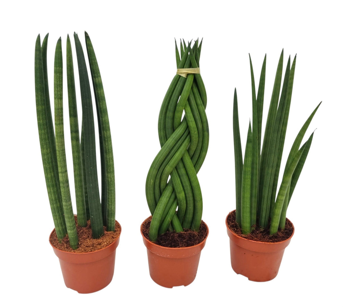 Sansevieria cylindrica 35cm 12cm Pot