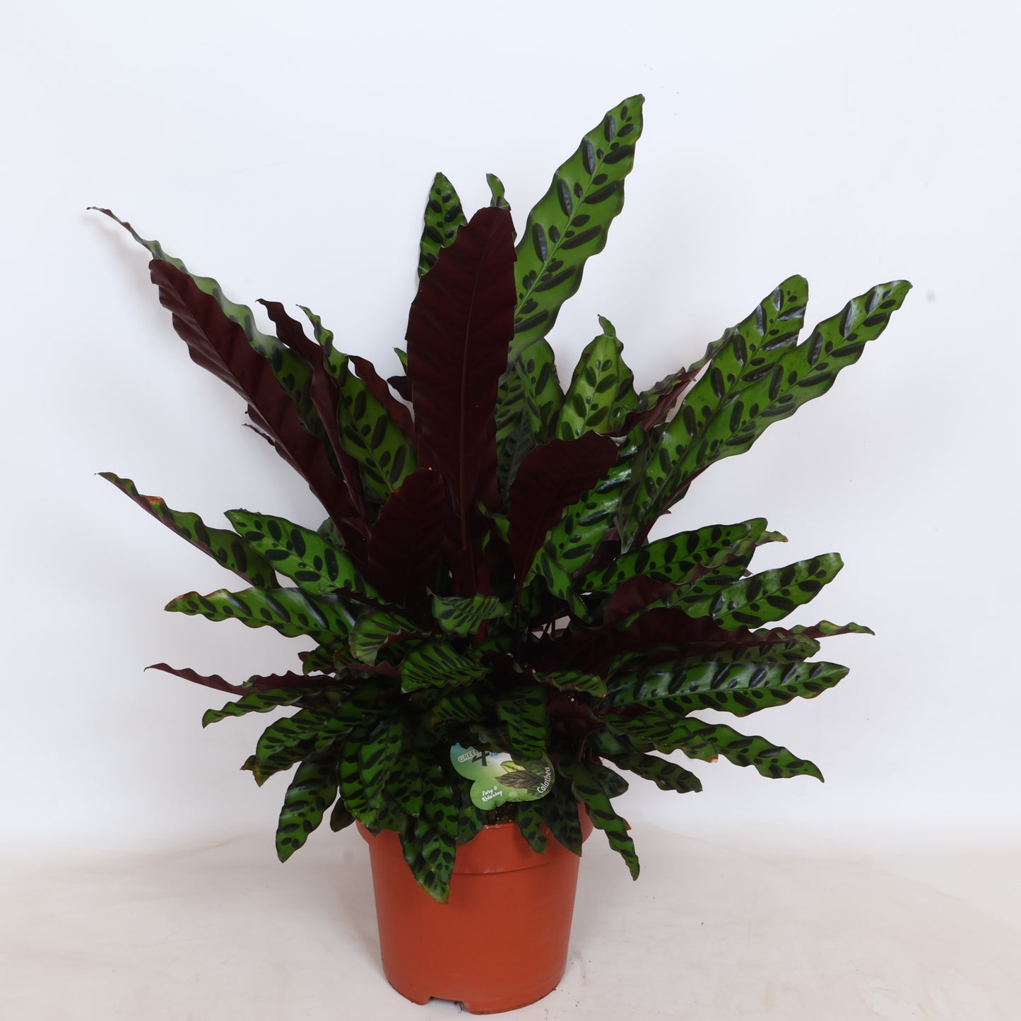 Calathea lancifolia 70cm 24cm Pot