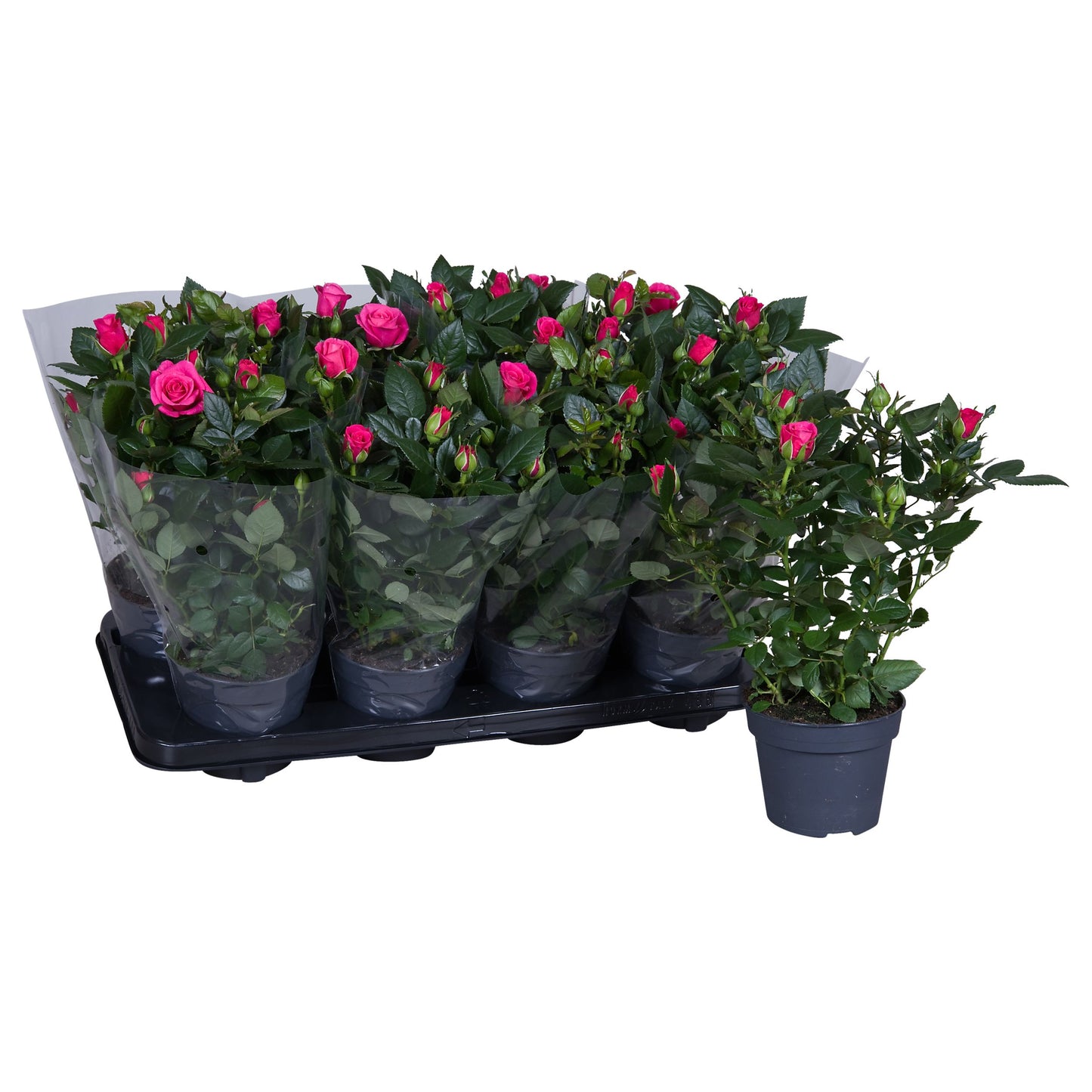 Rosa pink 36cm 13cm Pot