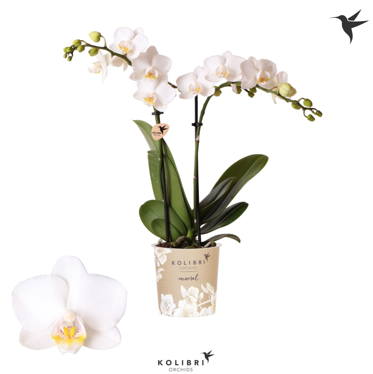 Phalaenopsis mf. Snowflake 40cm 9cm Pot