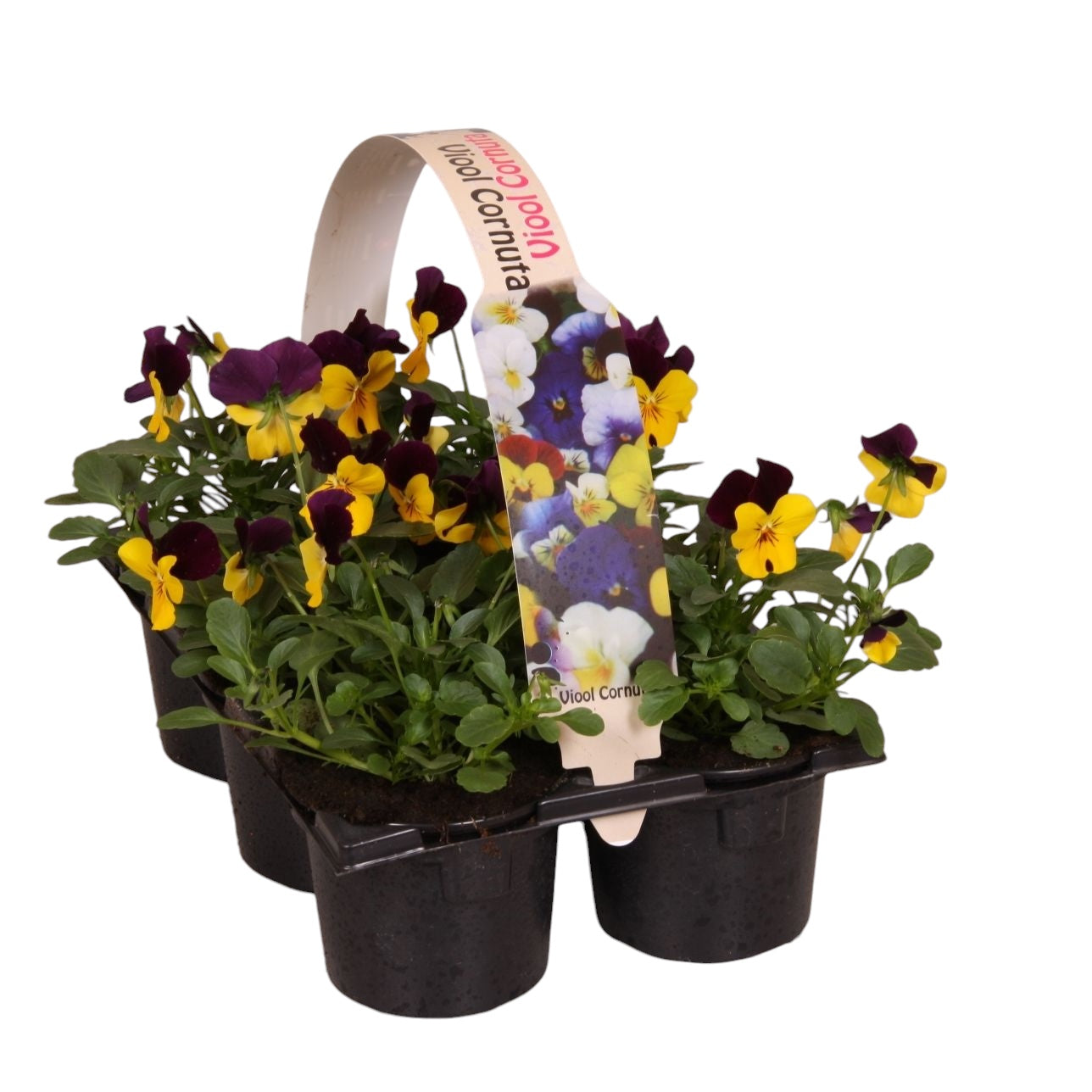 Zuidbaak Honselersdijk Viola Callisto Beacon Yellow Pack of 14