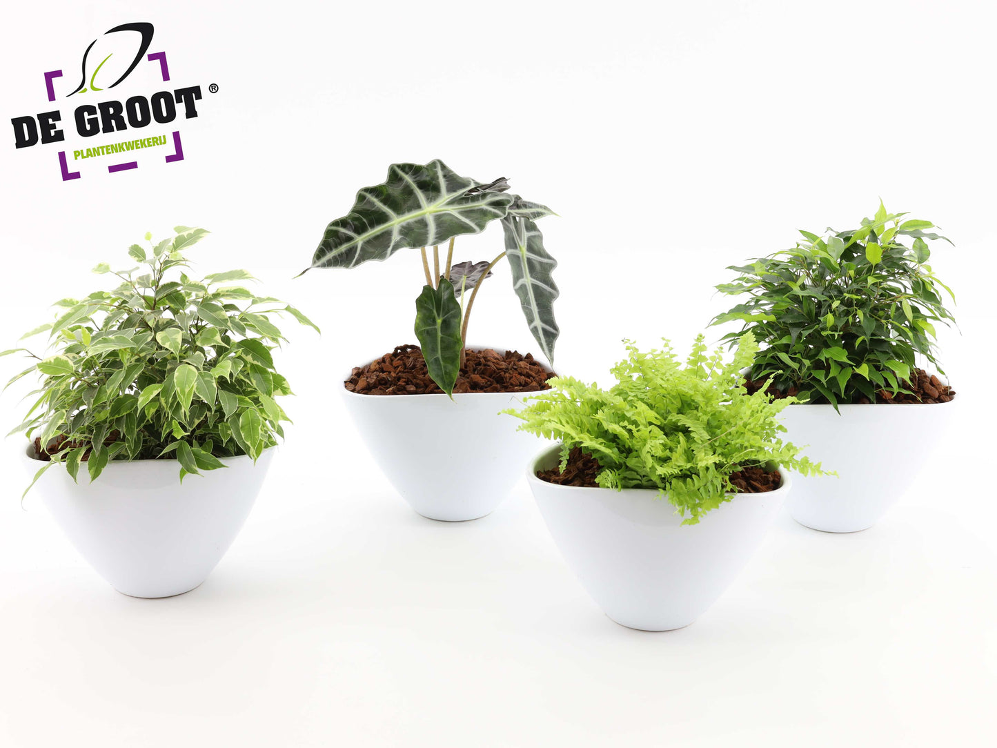 arr. Plants 18cm Pot