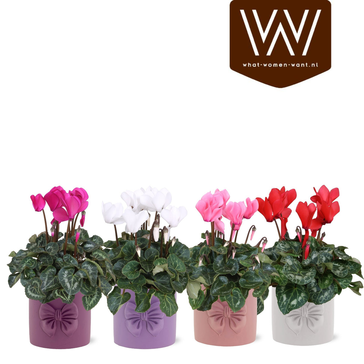Cyclamen Allure 35cm 12cm Pot