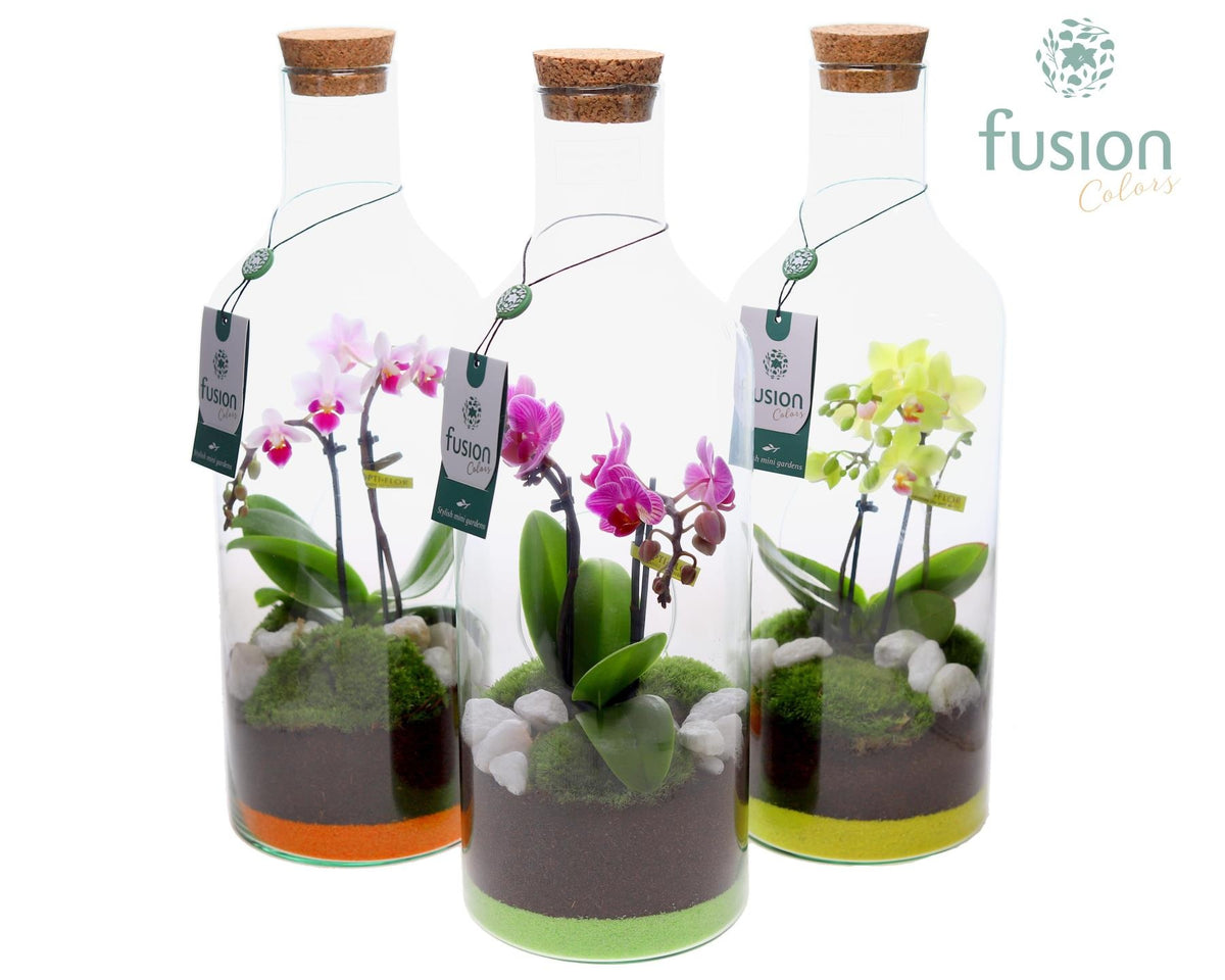 Green Bottle Fles Medium met Phalaenopsis 43cm 15cm Pot