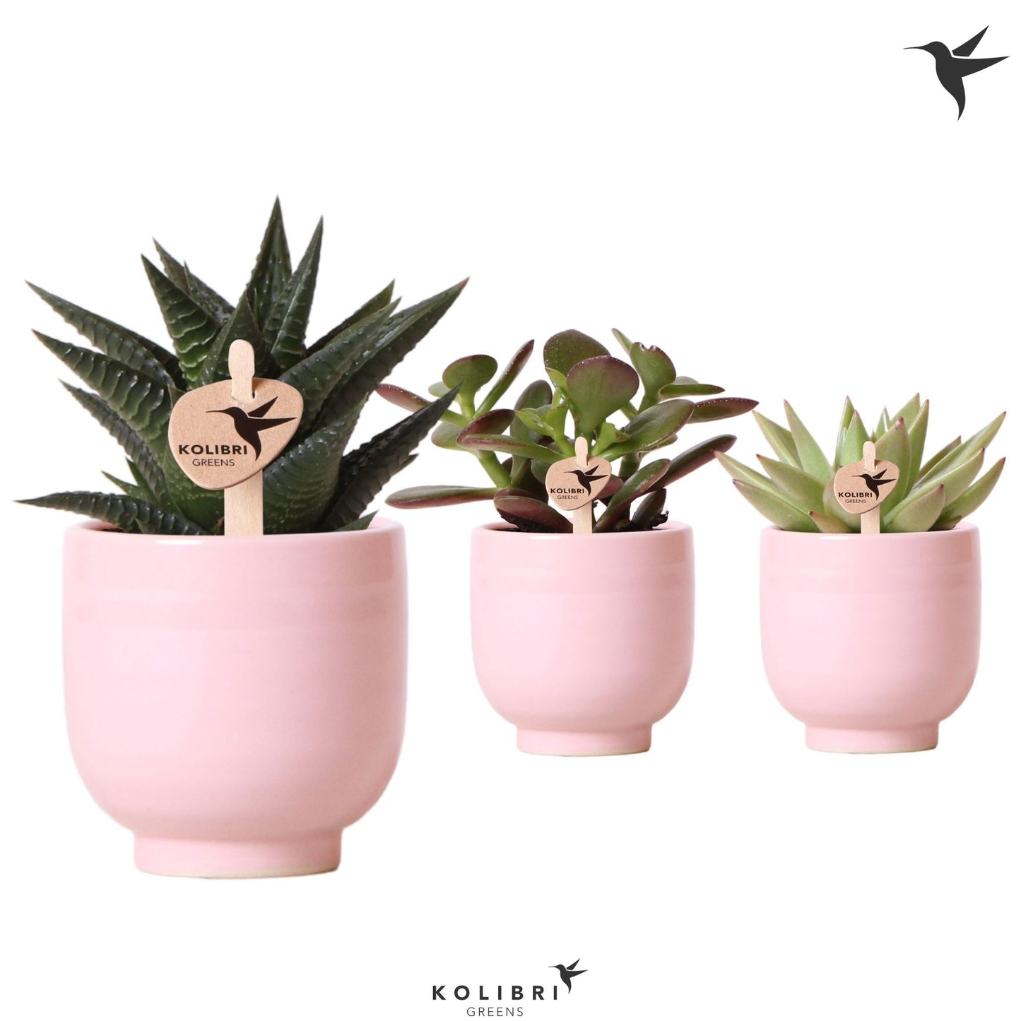 Kolibri Greens Succulents mix 13cm 6cm Pot