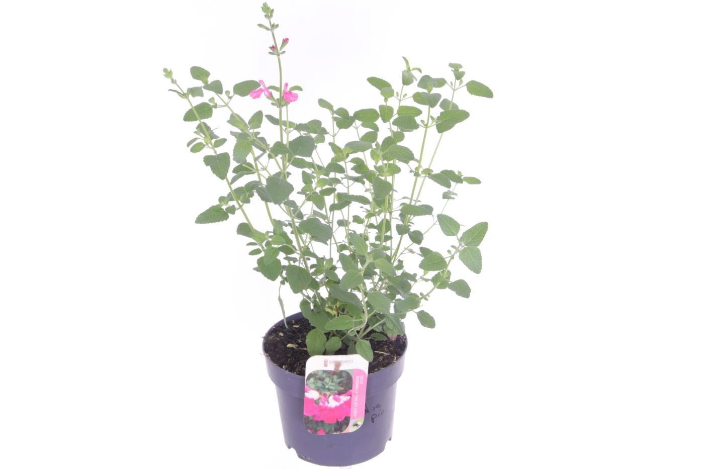 Salvia mic. Pink Lips 60cm 17cm Pot