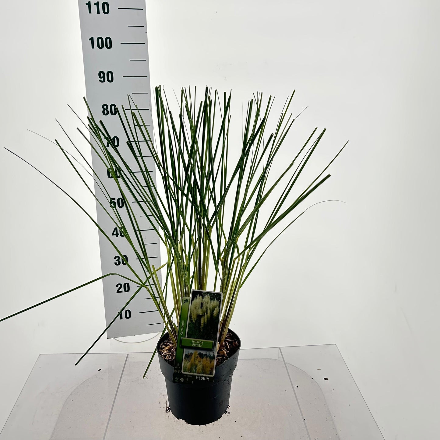 Cortaderia sellona Pumila 80cm 23cm Pot