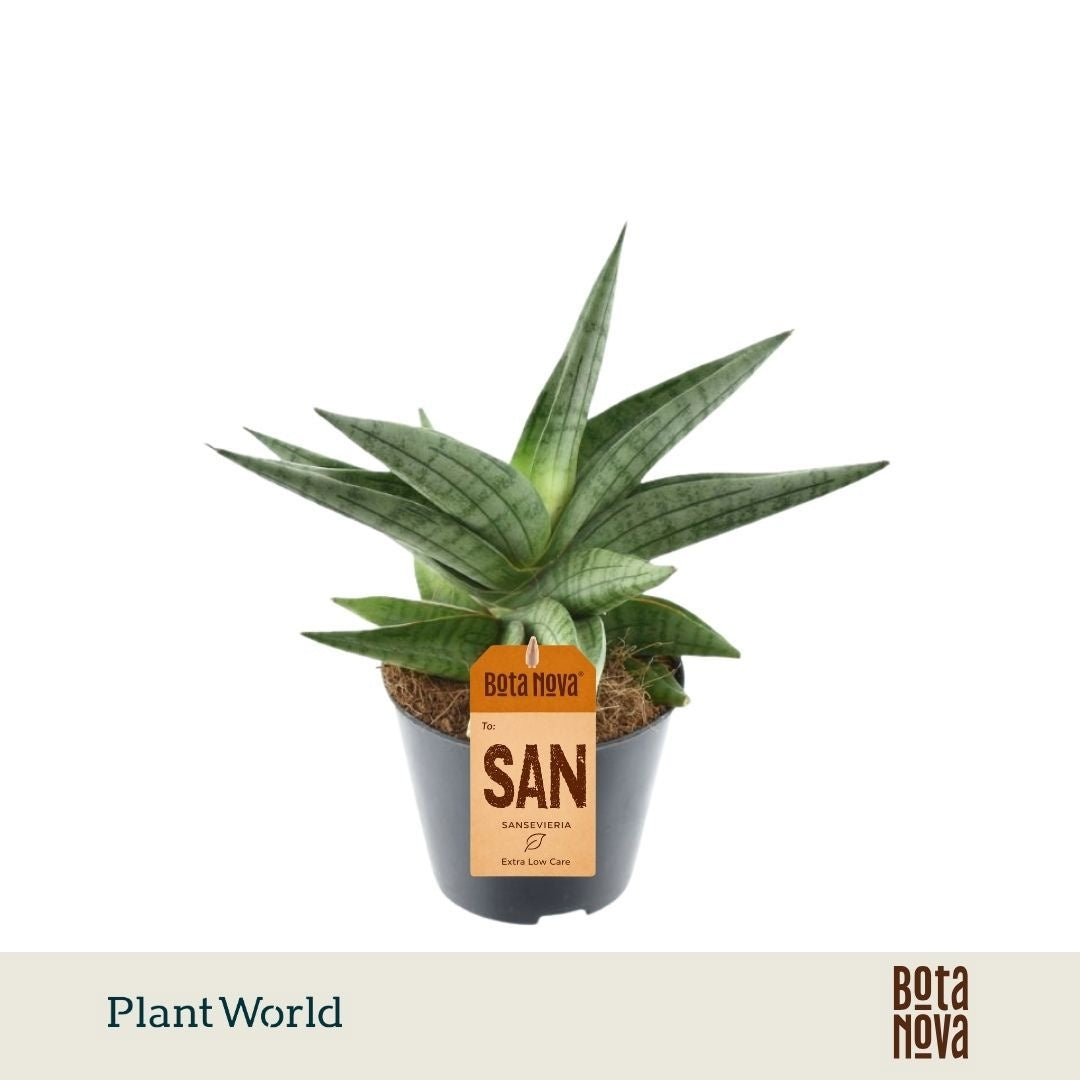 Sansevieria 30cm 8.5cm Pot