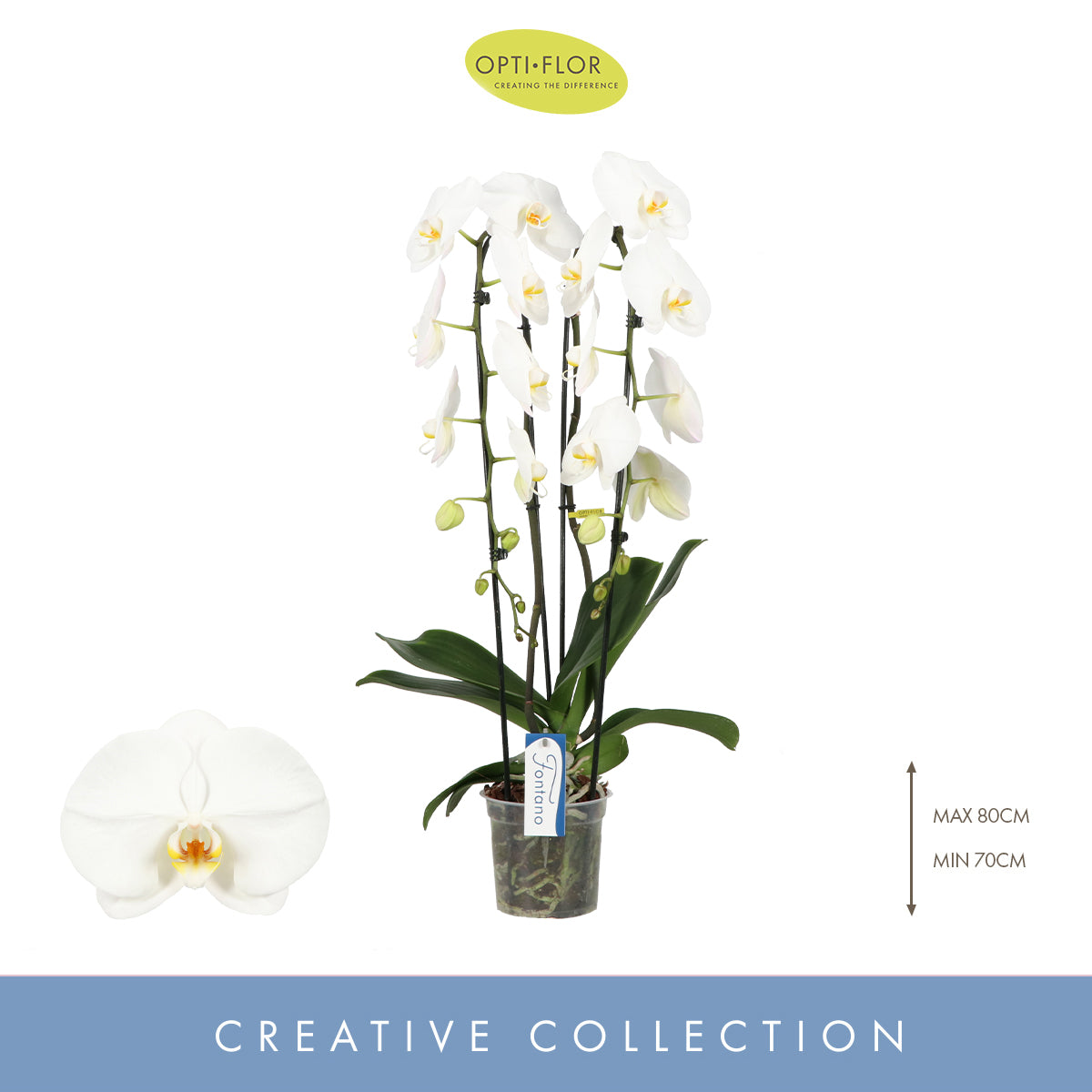 Phalaenopsis Fontano Wealth 75cm 15cm Pot