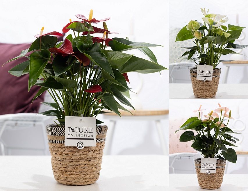 Anthurium mix 45cm 12cm Pot