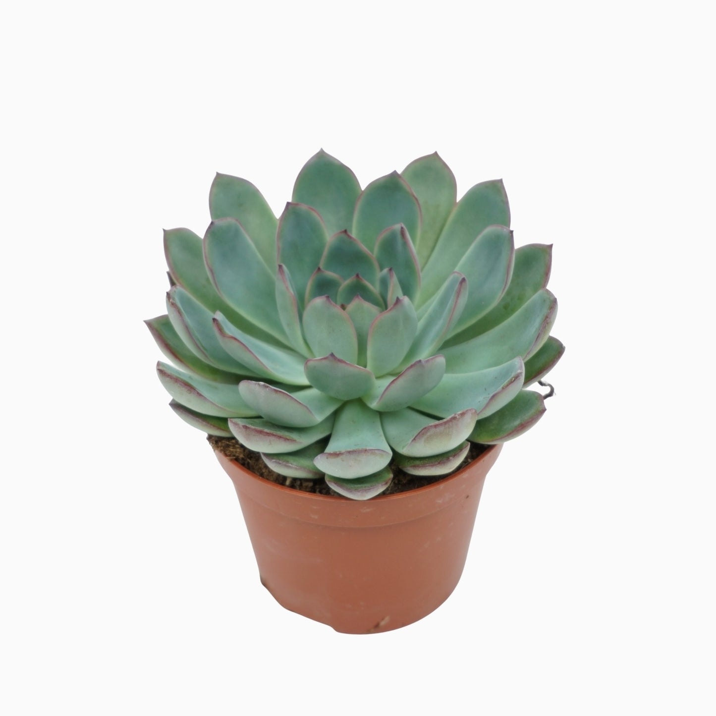 Echeveria Apus 10cm 8.5cm Pot