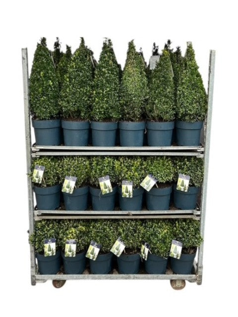 Buxus sempervirens ball 998cm 23cm Pot