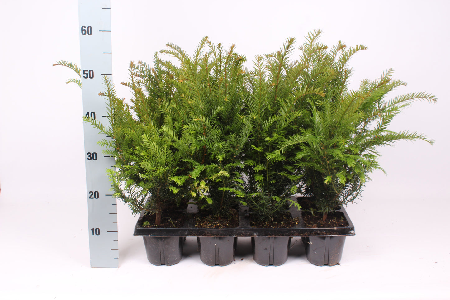 Taxus baccata 55cm 13cm Pot