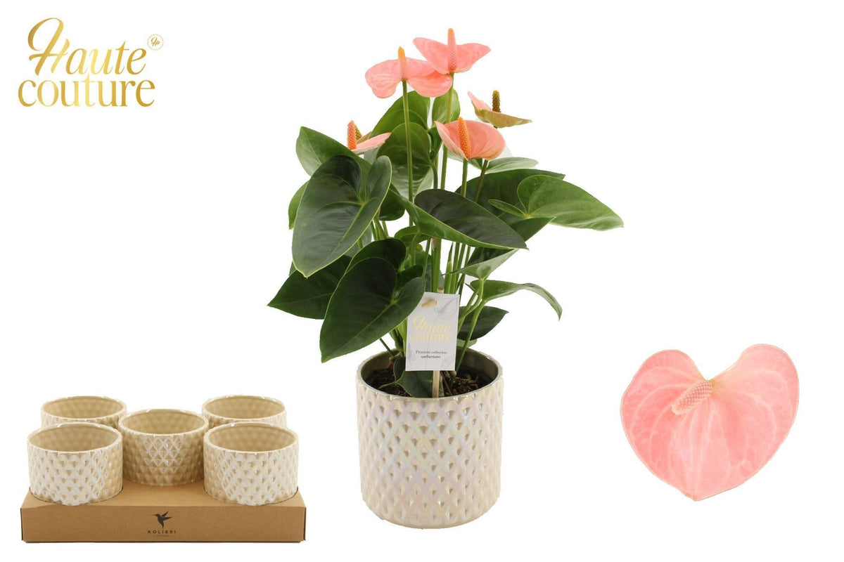 Houwenplant Anthurium Spirit Pack of 5