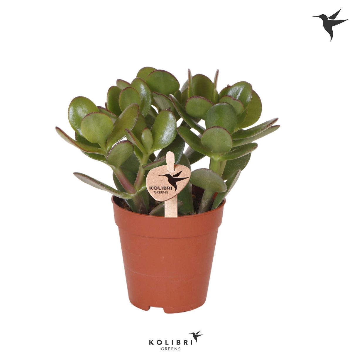 Crassula ovata 19cm 9cm Pot