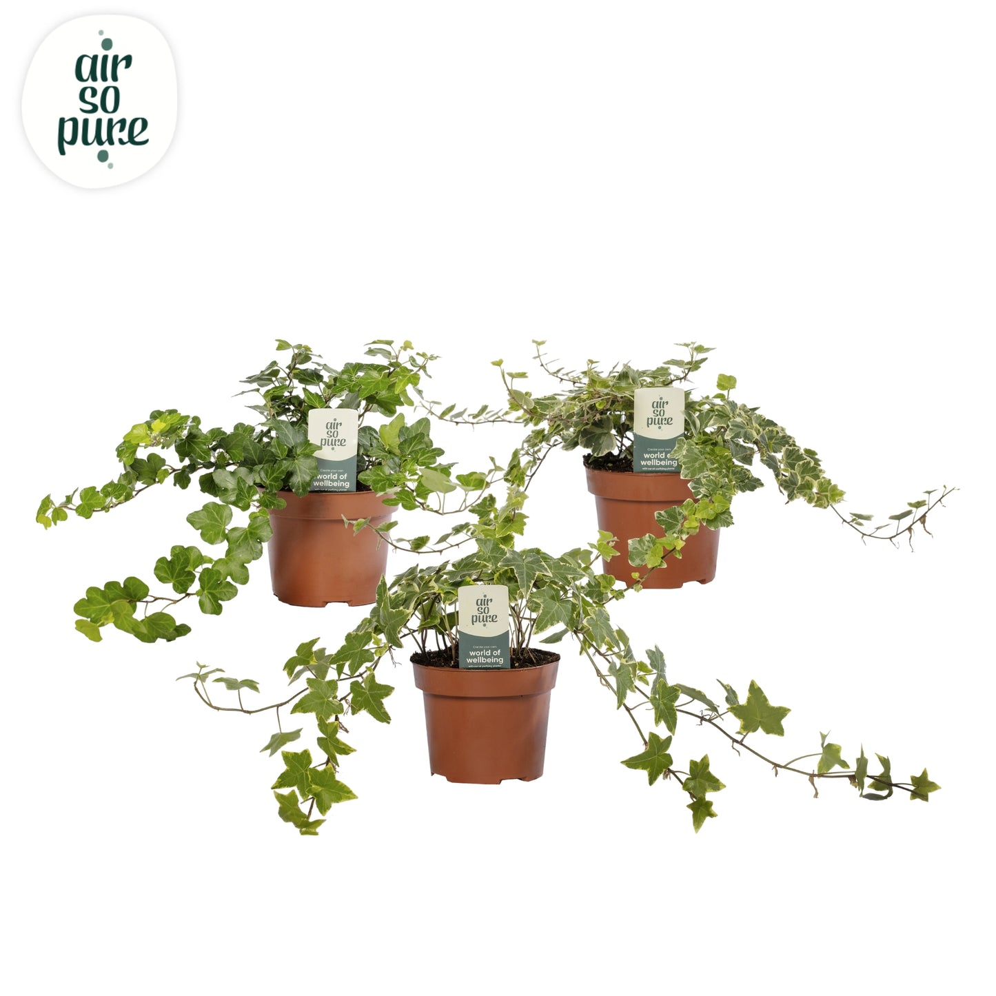 Hedera helix mix 13cm Pot