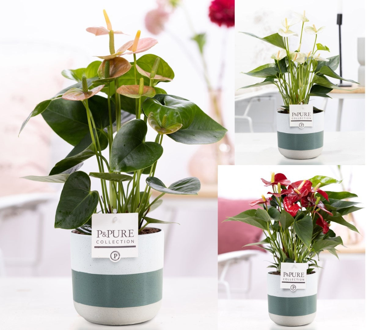 Pure Collection Anthurium mix Pack of 5