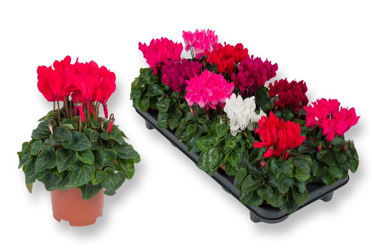 Bergcamp, kwekerij Cyclamen Compact mix Pack of 10