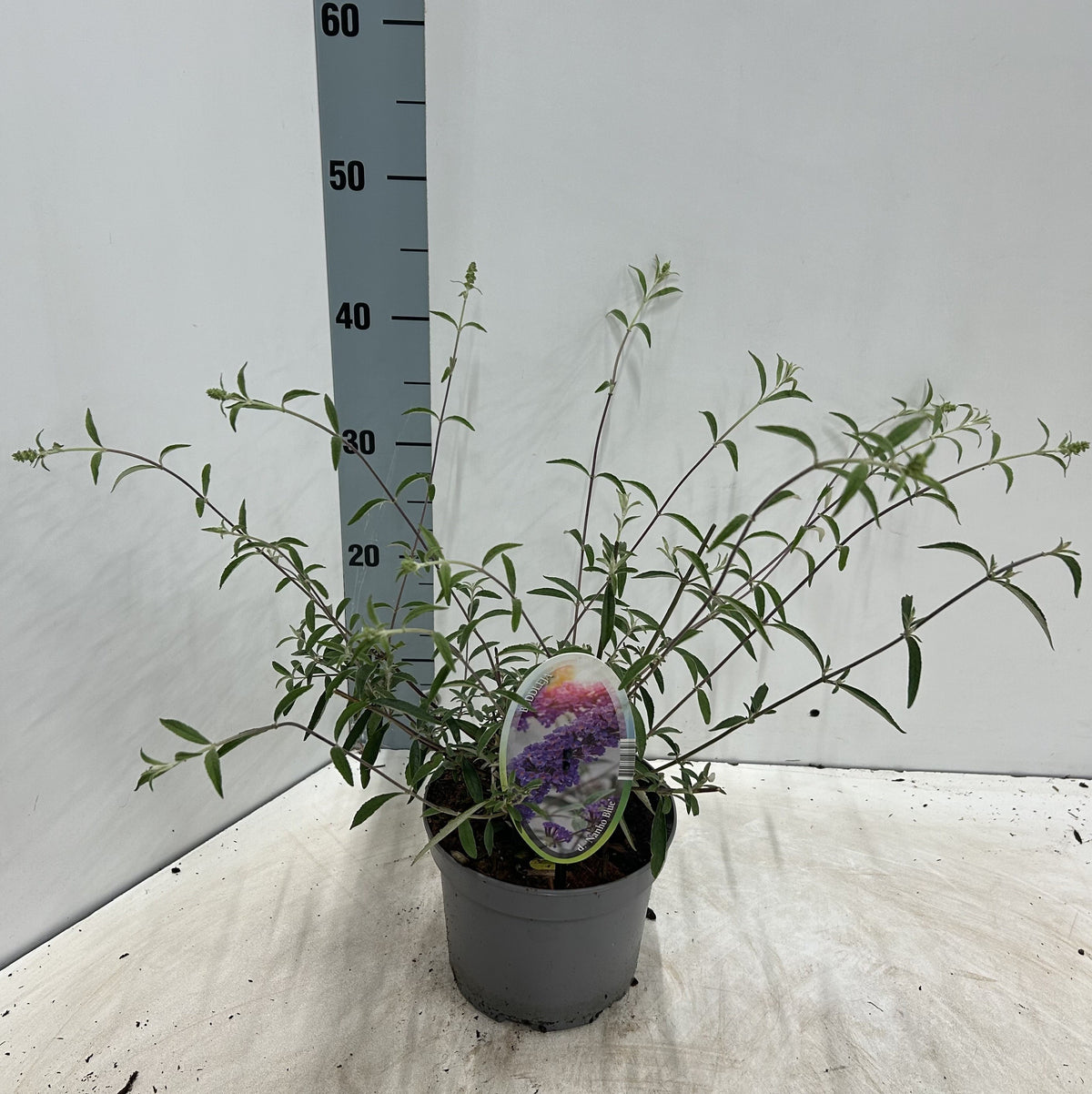 About Plants Zundert BV Buddleja davidii Nanho Blue Pack of 1