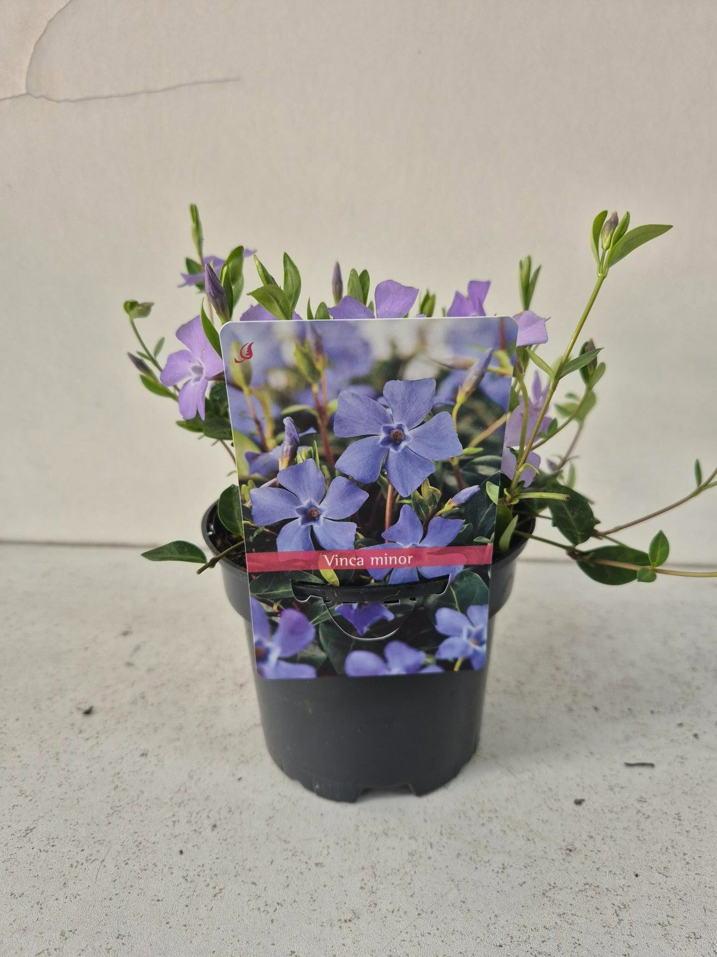 Vinca minor 15cm 13cm Pot