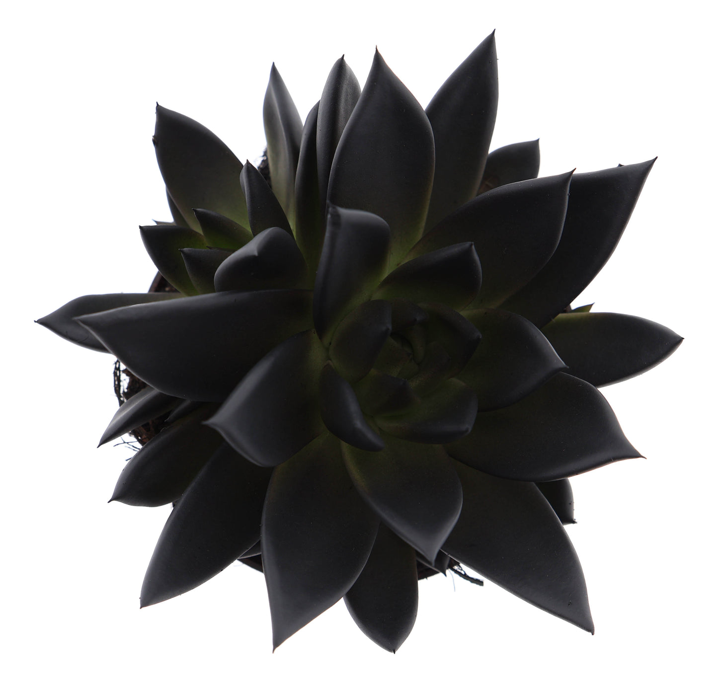 Rainbow deep black 12cm 510cm Pot
