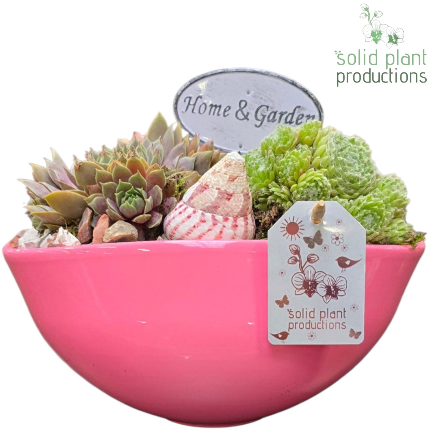 SMP035 Evelyn Pink Sempervivum 20cm 22cm Pot