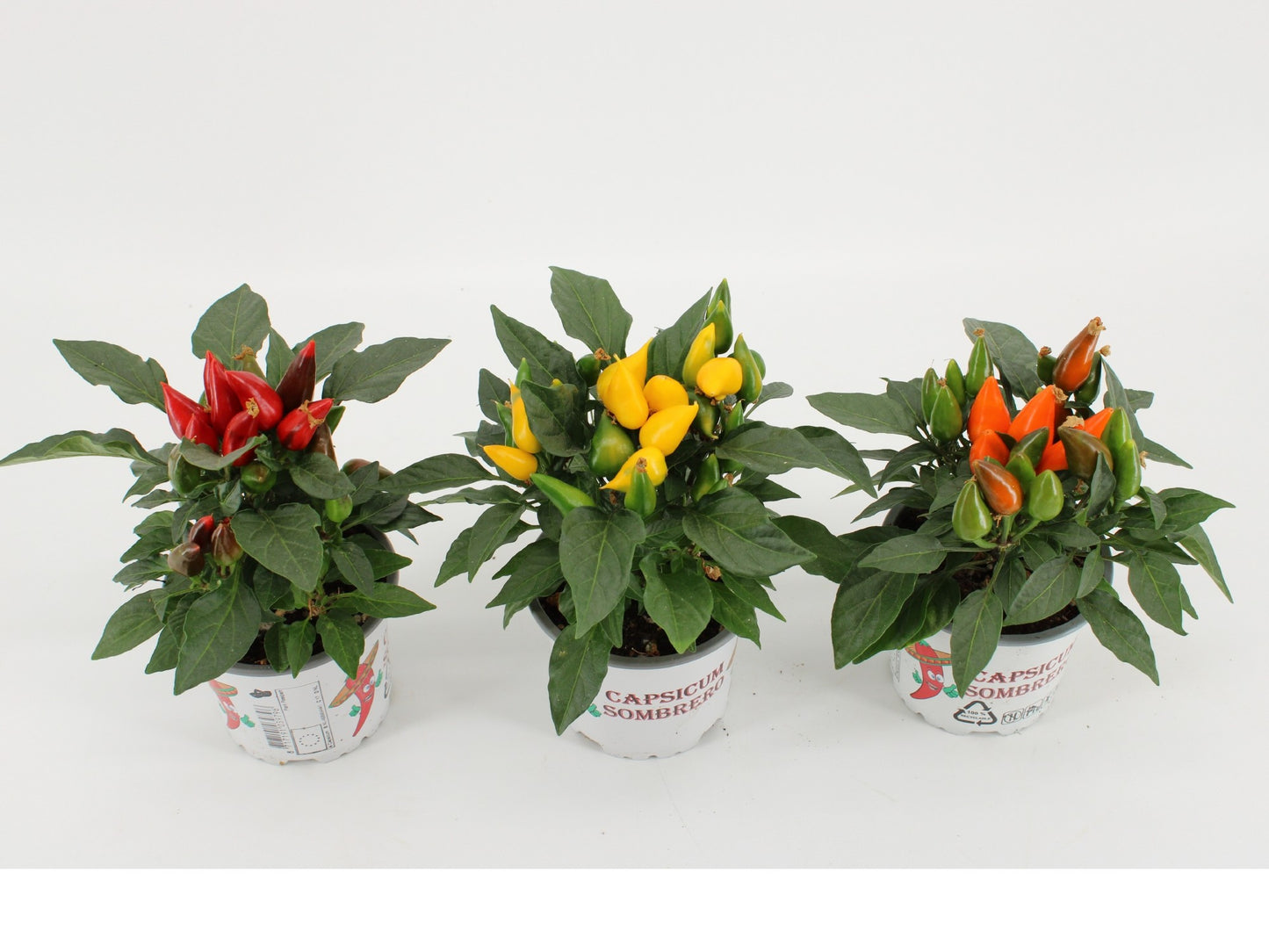 Capsicum ann. Favorit mix 25cm 510cm Pot