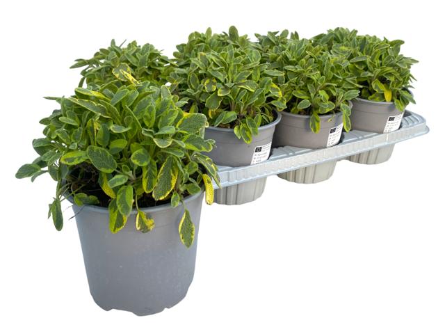 Salvia off. Icterina 20cm 14cm Pot
