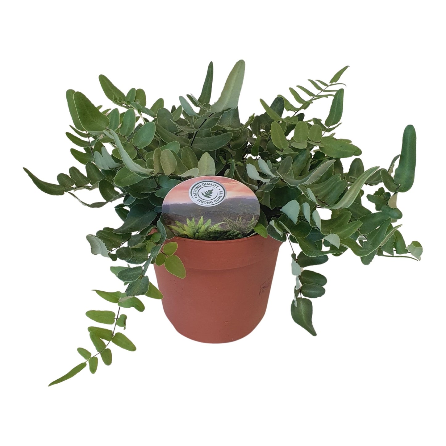 Pellaea rotundifolia 20cm 12cm Pot