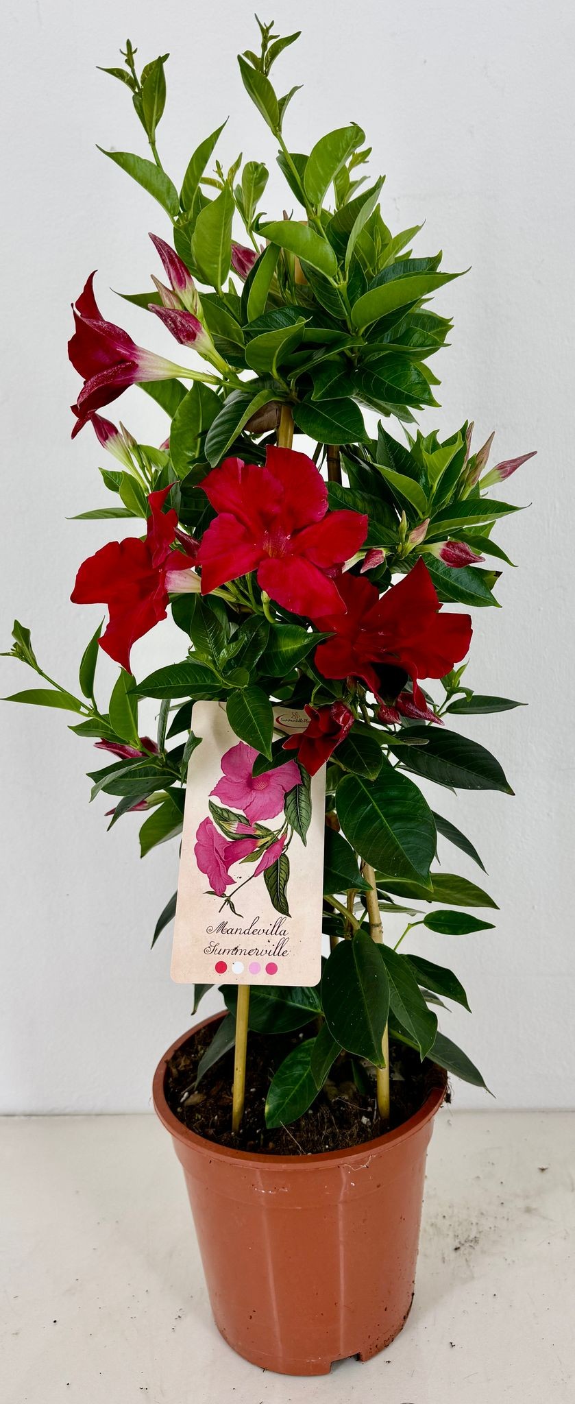 Mandevilla Rio Grande Scarlet 70cm 19cm Pot